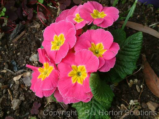 Polyanthus pink 